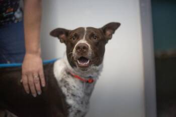 Buddy -  German Shorthaired Pointer and Australian Cattle Dog Blue Heeler Dog for Adoption in Mountain Home, Arkansas - Buddy | PetCurious