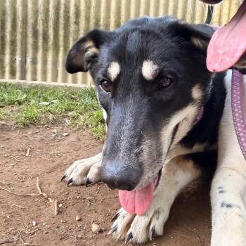 Rosemary -  Shepherd and Mixed Breed Dog for Adoption in Pawling, New York - Rosemary | PetCurious