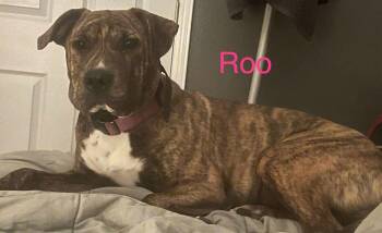Rescue Mixed Breed Dogs for Adoption in Albuquerque, New Mexico - Roo | PetCurious