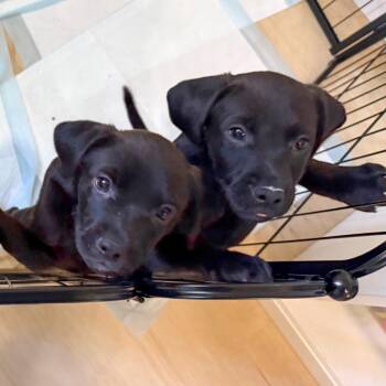 Wednesday - Costa Mesa Location *Available 10/17* -  Labrador Retriever and Mixed Breed Dog for Adoption in Chino Hills, California - Wednesday - Costa Mesa Location *Available 10/17* | PetCurious