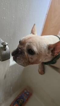 French Bulldog Dogs Available for Adoption in Plymouth, Michigan - Jake | PetCurious