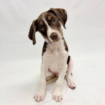 778 (2026) Diamond Lou -  German Shorthaired Pointer and Mixed Breed Dog for Adoption in Parker, Colorado - 778 (2026) Diamond Lou | PetCurious