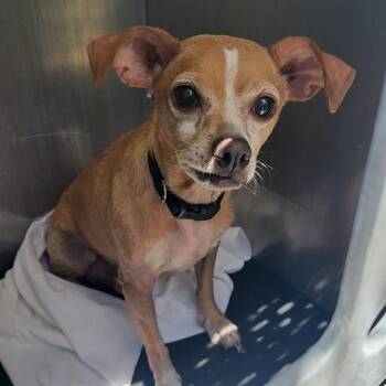 TITUS -  Chihuahua Dog for Adoption in San Antonio, Texas - TITUS | PetCurious