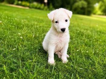 Sunflower -  Flat Coated Retriever and Mixed Breed Dog for Adoption in Morton Grove, Illinois - Sunflower | PetCurious