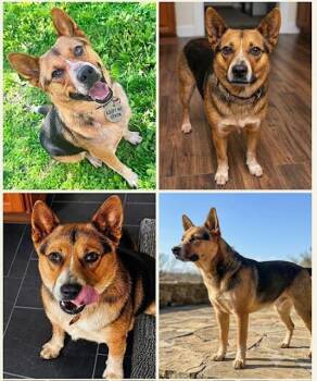 Devon -  Australian Cattle Dog Blue Heeler and Corgi Dog for Adoption in New York, New York - Devon | PetCurious