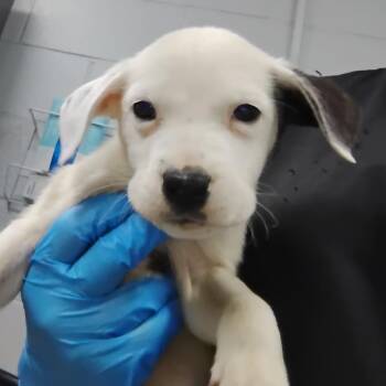 Mixed Breed Dogs Available for Adoption - KC | PetCurious