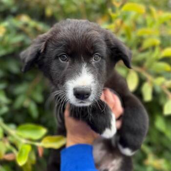 Finn -  Border Collie and Mixed Breed Dog for Adoption in Goleta, California - Finn | PetCurious
