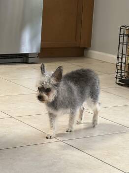 Milo -  Yorkshire Terrier and Miniature Schnauzer Dog for Adoption in Sunrise, Florida - Milo | PetCurious