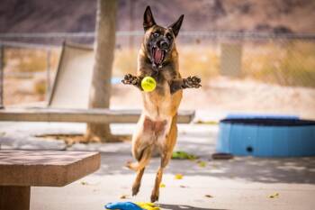 Peaches -  Belgian Shepherd Malinois Dog for Adoption in Twentynine Palms, California - Peaches | PetCurious