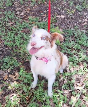 Lassie-Mae WV14574-T LOCAL Adoption Event in Woodinville 8/23 -  Australian Shepherd and Shetland Sheepdog Sheltie Dog for Adoption in Missouri City, Texas - Lassie-Mae WV14574-T LOCAL Adoption Event In Woodinville 8/23 | PetCurious