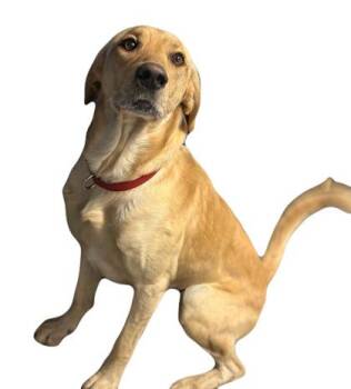 Rescue Labrador Retriever Dogs for Adoption in Red Bluff, California - Murray | PetCurious