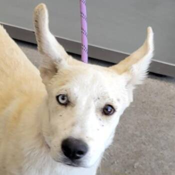 110346 -  Mixed Breed Dog for Adoption in Las Cruces, New Mexico - 110346 | PetCurious