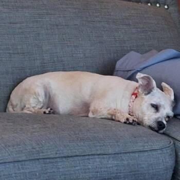 Leilani -  Terrier Dog for Adoption in Cashmere, Washington - Leilani | PetCurious