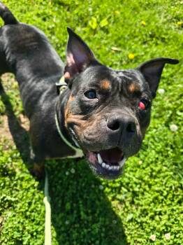 American Bulldog Dogs Available for Adoption in Springfield, Illinois - Marsha | PetCurious