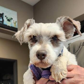 Schnauzer Dogs Available for Adoption in Bend, Oregon - Franklin (German) | PetCurious