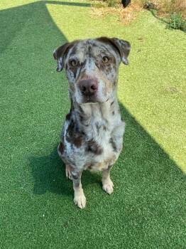 Yeti -  Catahoula Leopard Dog Dog for Adoption in Houston, Texas - Yeti | PetCurious