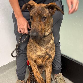 Tiberius -  Great Dane and Mixed Breed Dog for Adoption in Abilene, Texas - Tiberius | PetCurious