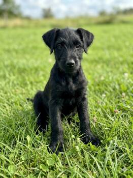 Duck The Doodle -  Labradoodle Dog for Adoption in Olympia, Washington - Duck The Doodle | PetCurious