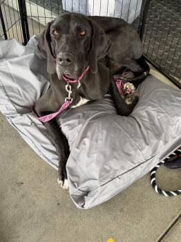 Great Dane Dogs Available for Adoption in Santa Clarita, California - Maya | PetCurious