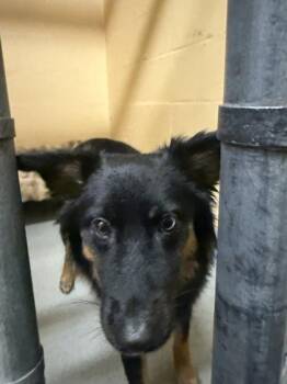 Donna -  Cattle Dog and Mixed Breed Dog for Adoption in Bellevue, Washington - Donna | PetCurious