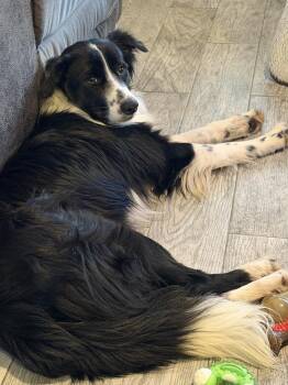 Border Collie Dogs Available for Adoption in Boston, Massachusetts - Portland | PetCurious