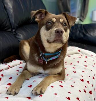 Australian Shepherd Dogs Available for Adoption in Hazlet, New Jersey - Poppy | PetCurious