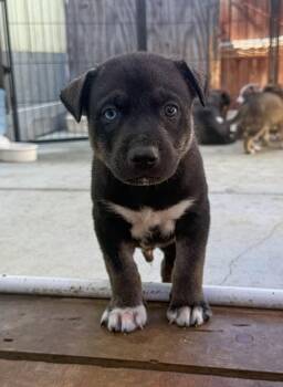 Labrador Retriever Dogs Available for Adoption - Marilynn