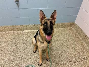 AERIE -  German Shepherd Dog Dog for Adoption in Colorado Springs, Colorado - AERIE | PetCurious