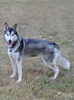 Rescue Husky Dogs for Adoption in Springfield, Missouri - Haven | PetCurious