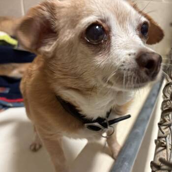 Mango -  Chihuahua Dog for Adoption in Port Townsend, Washington - Mango | PetCurious
