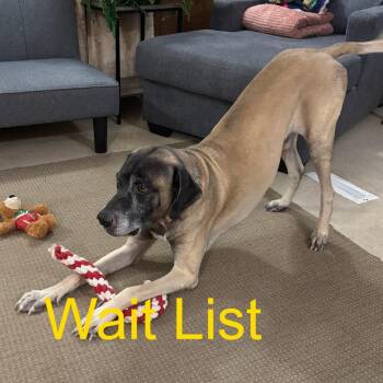 Rubble -  Black Mouth Cur Dog for Adoption in Livingston, Texas - Rubble | PetCurious