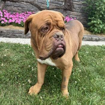 Bailey -  Dogue De Bordeaux Dog for Adoption in Northbrook, Illinois - Bailey | PetCurious