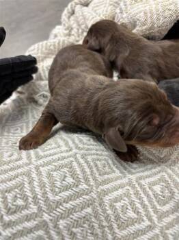 Rescue Doberman Pinscher and Mixed Breed Dogs for Adoption in El Paso, Texas - Pup 2 | PetCurious