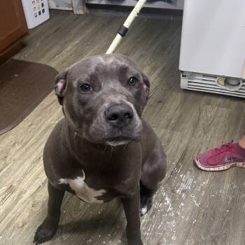 Mixed Breed Dogs Available for Adoption in Summerville, South Carolina - Meatball | PetCurious