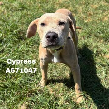 CYPRESS -  Pit Bull Terrier and Labrador Retriever Dog for Adoption - CYPRESS | PetCurious