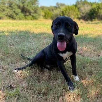 Simon -  Labrador Retriever Dog for Adoption in Caldwell, Texas - Simon | PetCurious