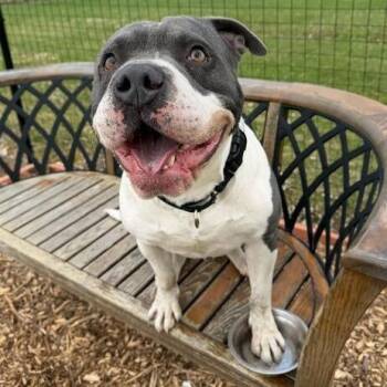 American Bulldog and Mixed Breed Dogs Available for Adoption in Dayton, Ohio - ZaZu | PetCurious