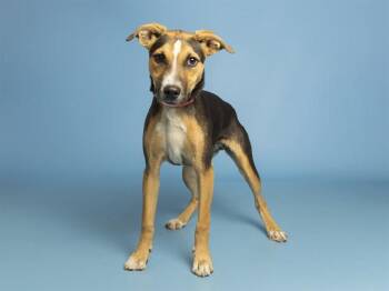 SOUP -  German Shepherd Dog Dog for Adoption in Phoenix, Arizona - SOUP | PetCurious