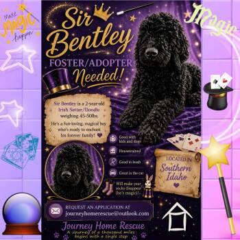 Sir Bentley -  Irish Setter and Poodle Dog for Adoption in East Wenatchee, Washington - Sir Bentley | PetCurious