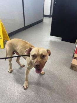 Ralph -  Mixed Breed Dog for Adoption in West Chester, Pennsylvania - Ralph | PetCurious