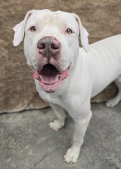 Kylo -  Terrier Dog for Adoption in Mount Carmel, Illinois - Kylo | PetCurious