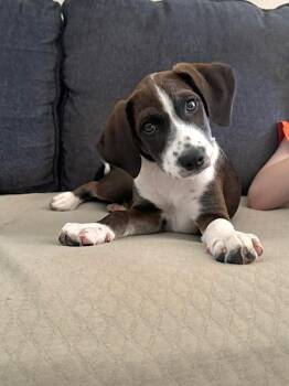Eloise -  Beagle Dog for Adoption in Tomball, Texas - Eloise | PetCurious