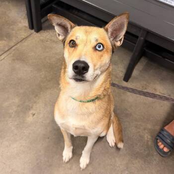 Fifer -  Husky and Mixed Breed Dog for Adoption in Clearwater, Florida - Fifer | PetCurious