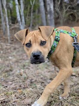 Mixed Breed Dogs Available for Adoption in Hartford, Vermont - MIKEY | PetCurious