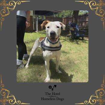American Staffordshire Terrier and Terrier Dogs Available for Adoption in Cumberland, Rhode Island - Hugo | PetCurious