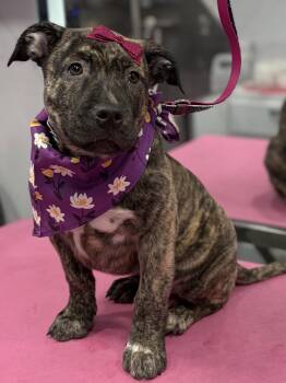Sura -  Labrador Retriever and Terrier Dog for Adoption in Sanford, Florida - Sura | PetCurious