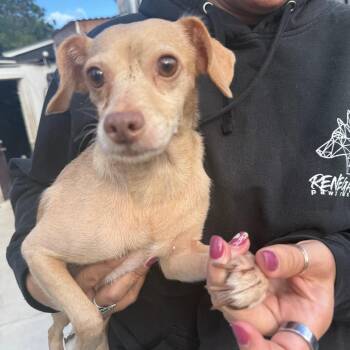 Tamagotchi -  Chihuahua Dog for Adoption in Savannah, Georgia - Tamagotchi | PetCurious