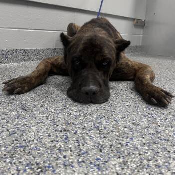 Zorro -  Cane Corso Dog for Adoption in Greenville, South Carolina - Zorro | PetCurious
