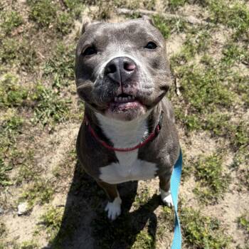 Tango -  Pit Bull Terrier Dog for Adoption in Eatontown, New Jersey - Tango | PetCurious