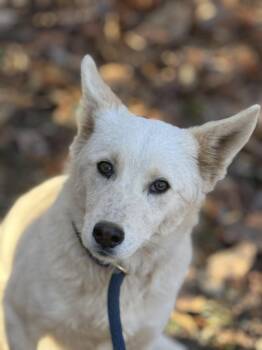 Rescue Husky Dogs for Adoption in Meherrin, Virginia - Morgan | PetCurious